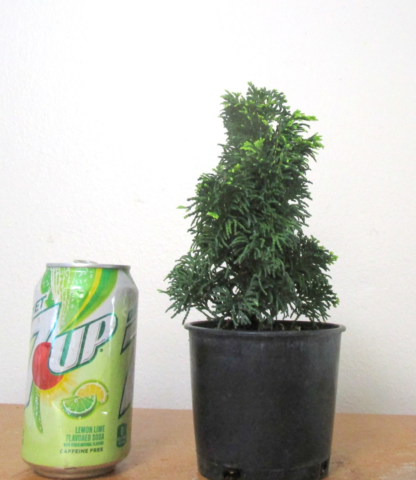 Fat Dwarf Hinoki cypress for mame shohin bonsai tree free shipping