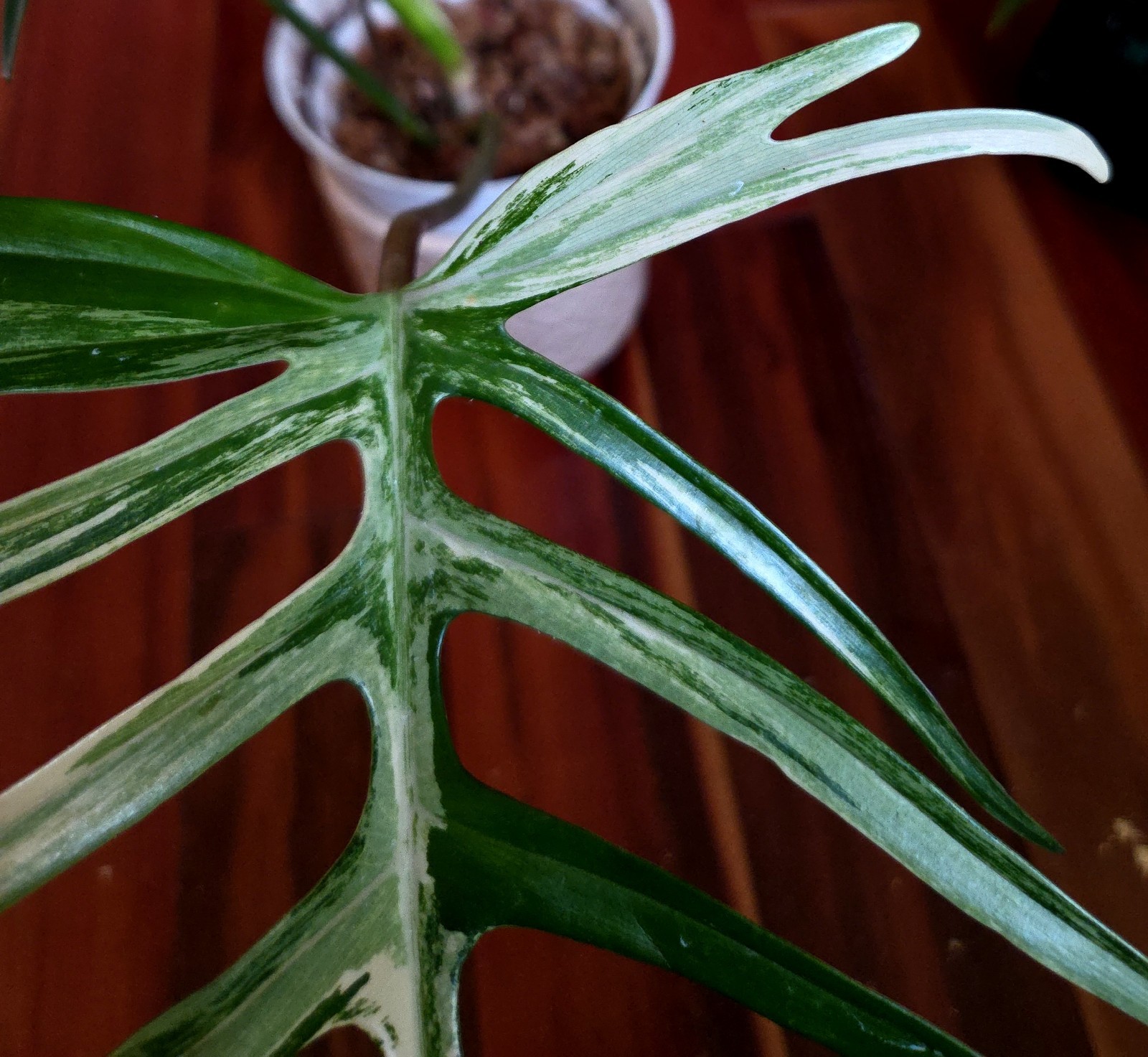 Rare Philodendron Florida Beauty X Tortum 21″ Wide Aroid Not Monstera Anthurium