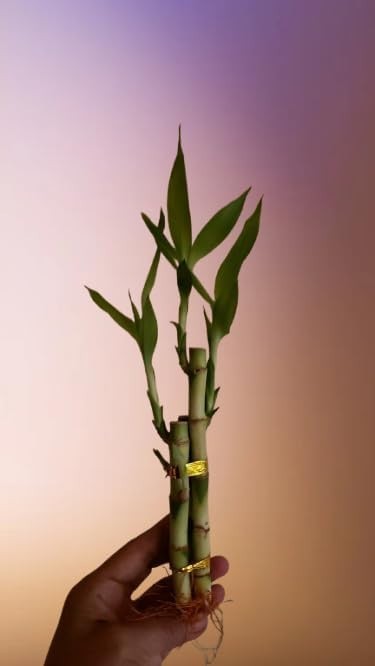 2 Live Lucky Bamboo Bunches of 3 – Tiered Stalks (4-6 inches) for Feng Shui