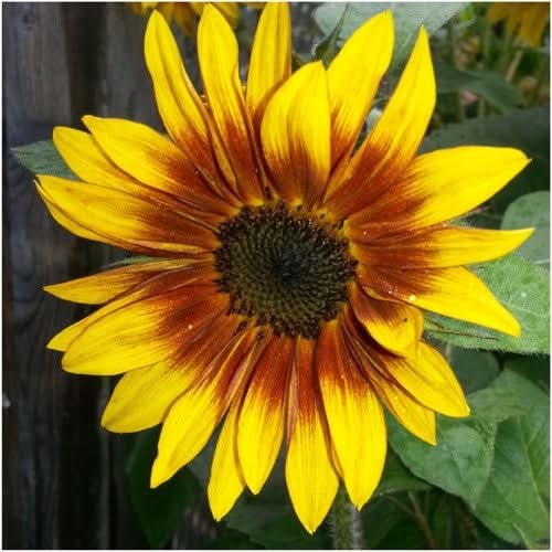 Firecracker Sunflower Seeds For Planting (Helianthus annuus)