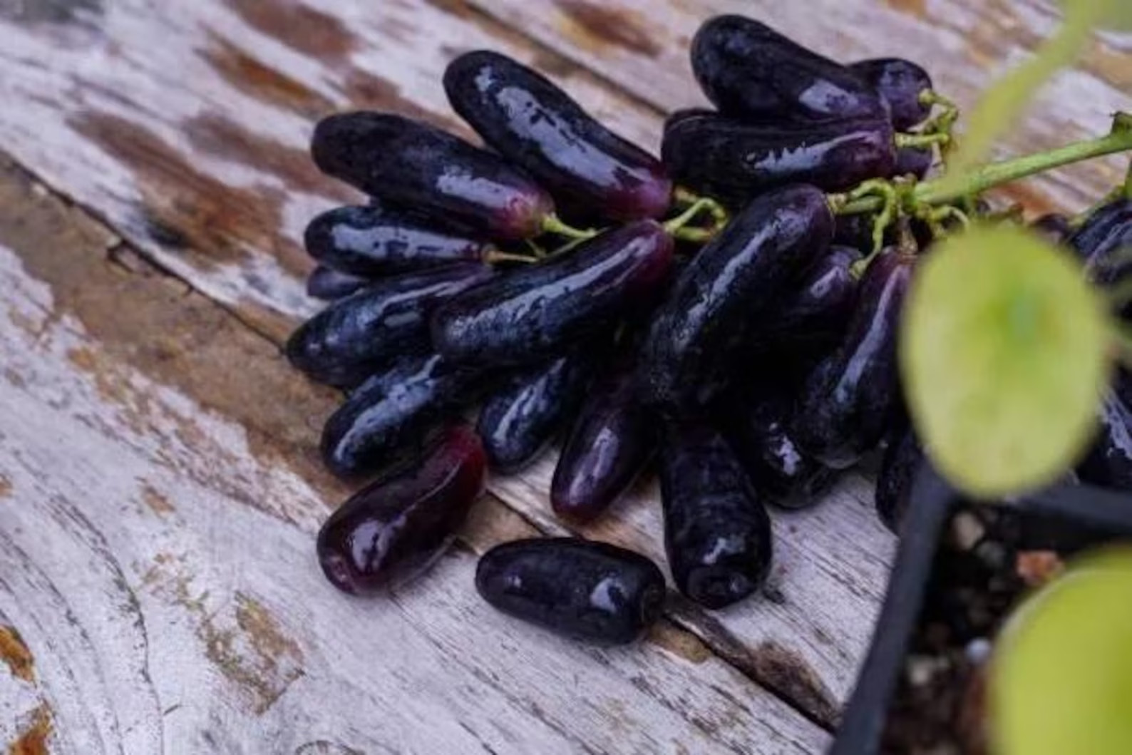 RARE MOON DROP Seedless Grape Vine – 5 unrooted cuttings for rooting or grafting