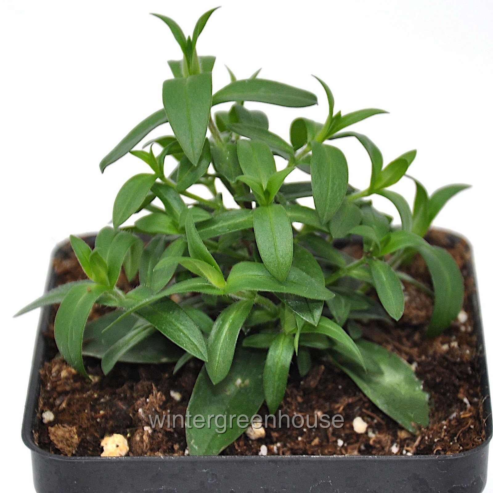 Phlox divaricata, Blue Moon, Woodland Phlox, Container Size: 3.5″