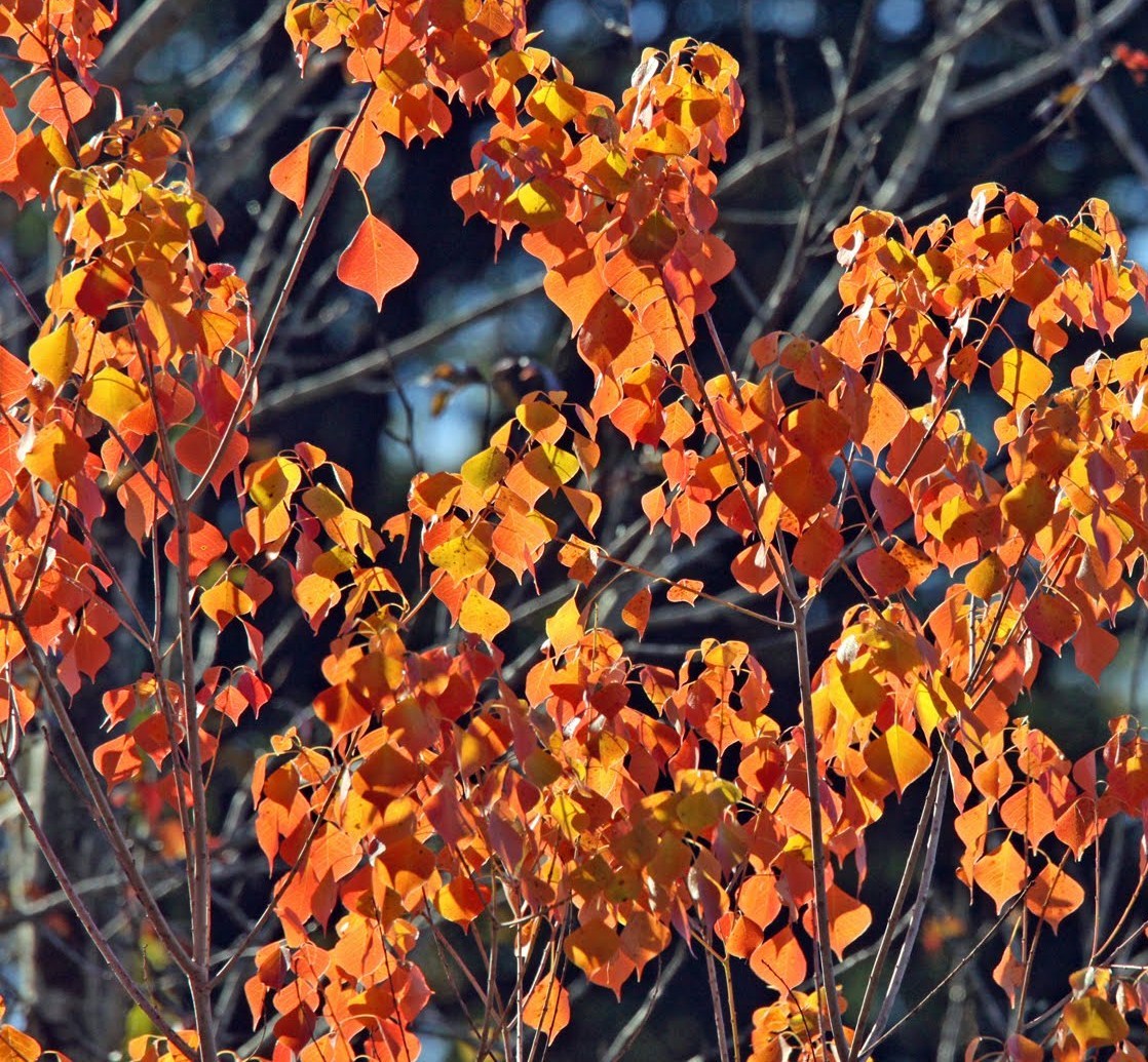 LIVE PLANTS CHINESE TALLOW TREE POPCORN CHICKEN FLORIDA ASPEN TRIADICA SEBIFERA