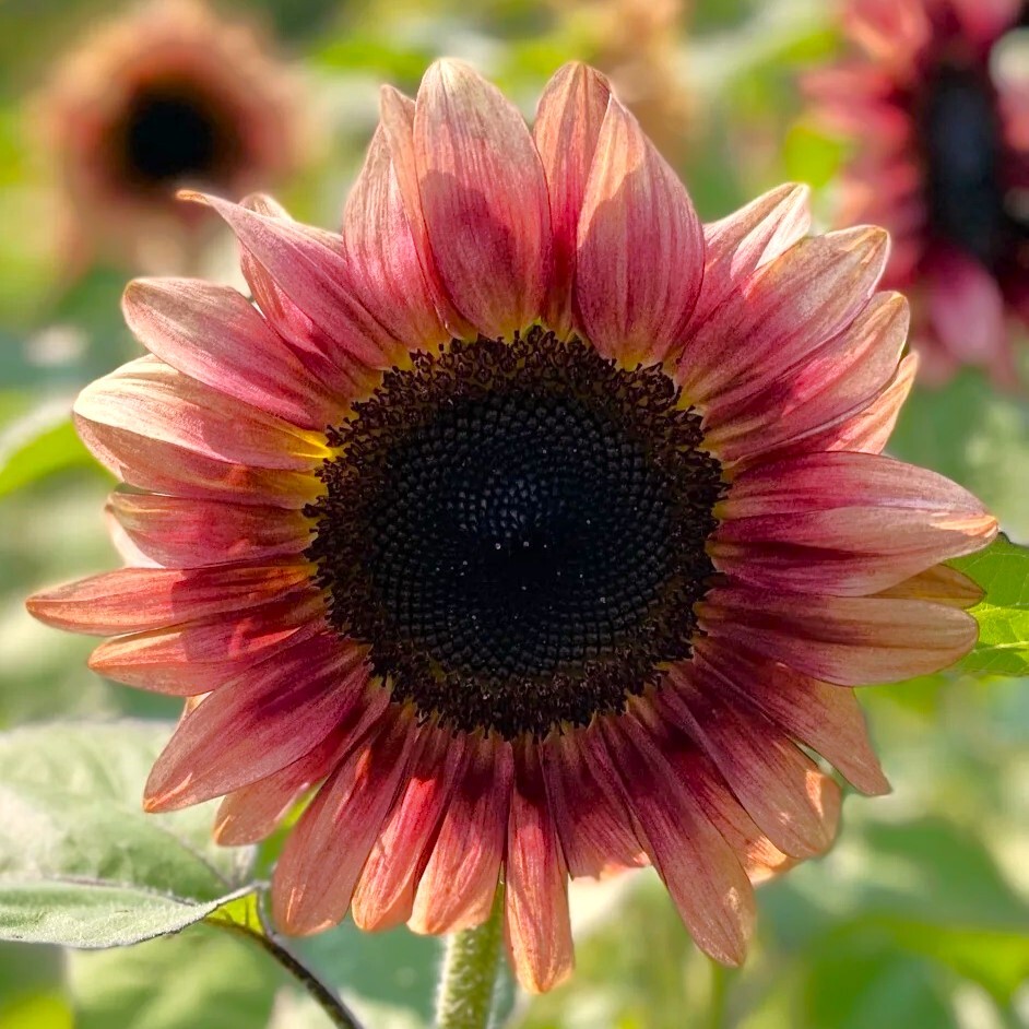 ProCut Ruby Eclipse Sunflower Seeds | Pink Red F1 Flower Seed 2024 Fast Shipping