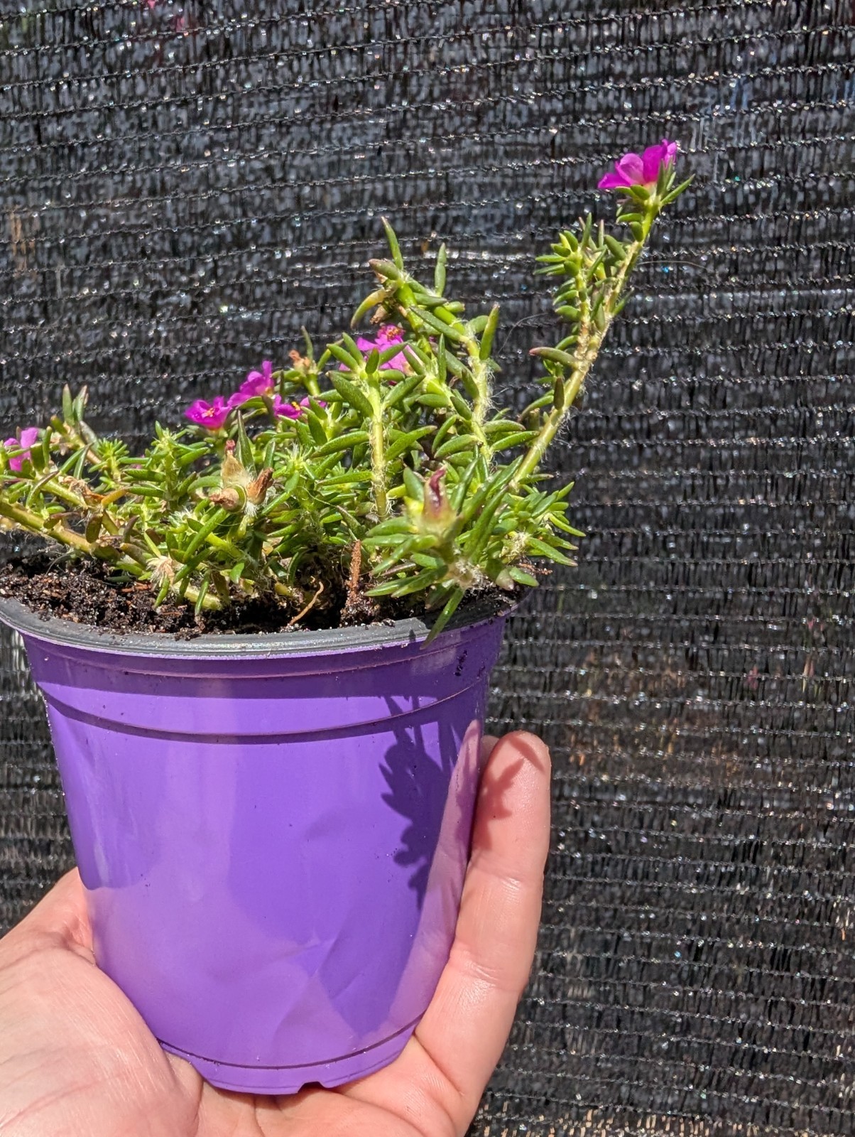 3 Rooted Moss Rose Plants Portulaca pilosa Magenta Kiss Me Quick Florida Native