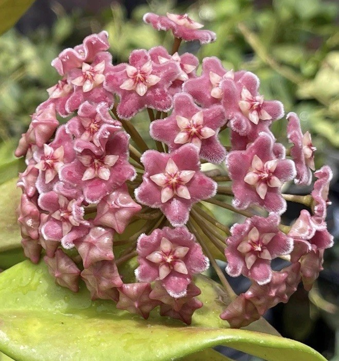 HOYA SKINNERIANA IN 4.5”POT / EXACT PLANT / WELL ROOTED / SHIP IN NURSERY POT