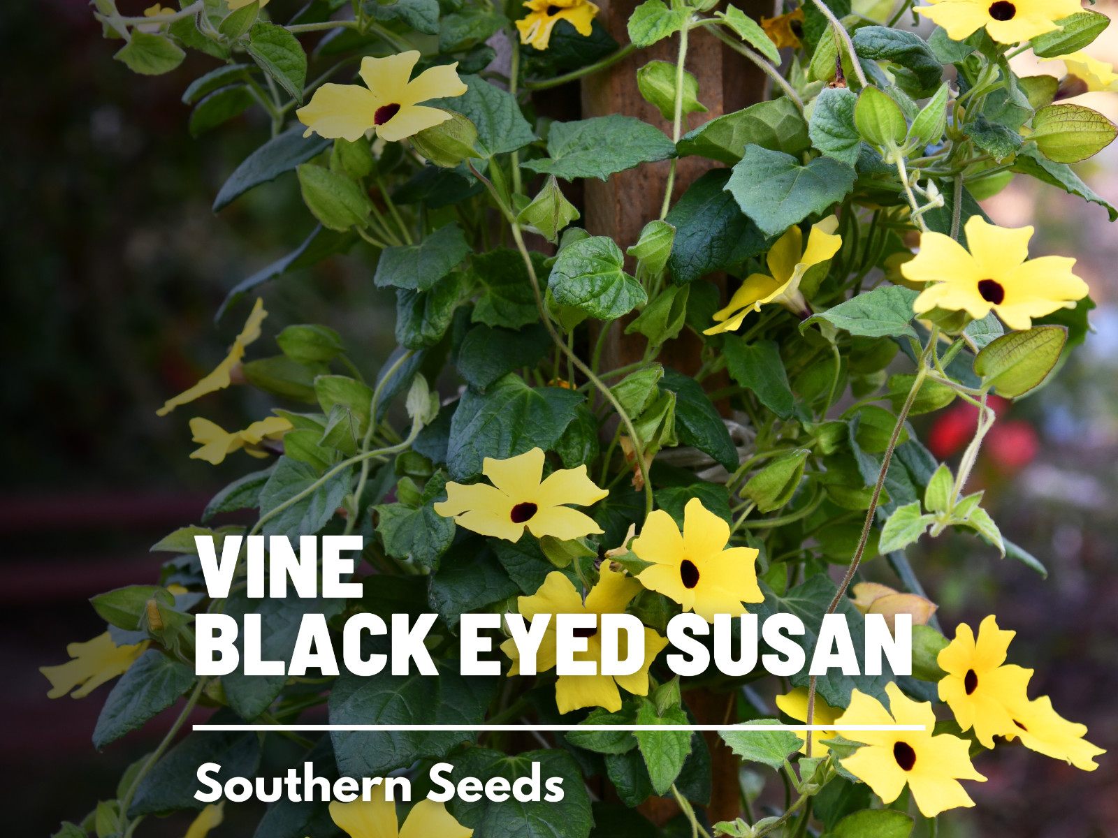 Black-Eyed Susan, VINE mix – Heirloom Seeds – Non GMO (Thunbergia alata)