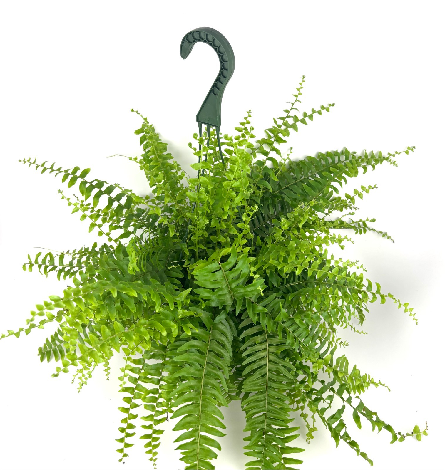 Boston Fern Nephrolepis Exaltata, 6″ Hanging Pot