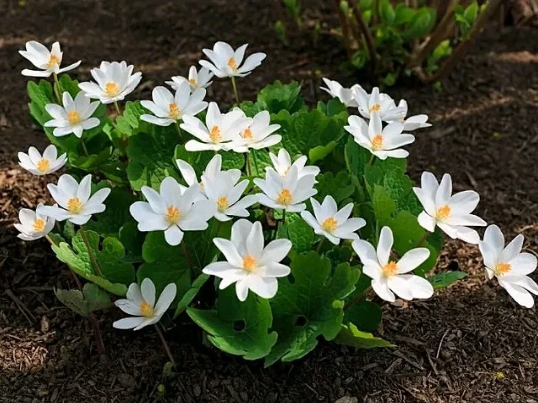 Blood Root – Sanguinaria Canadensis Perennial Bare Root Live Medicinal Plant