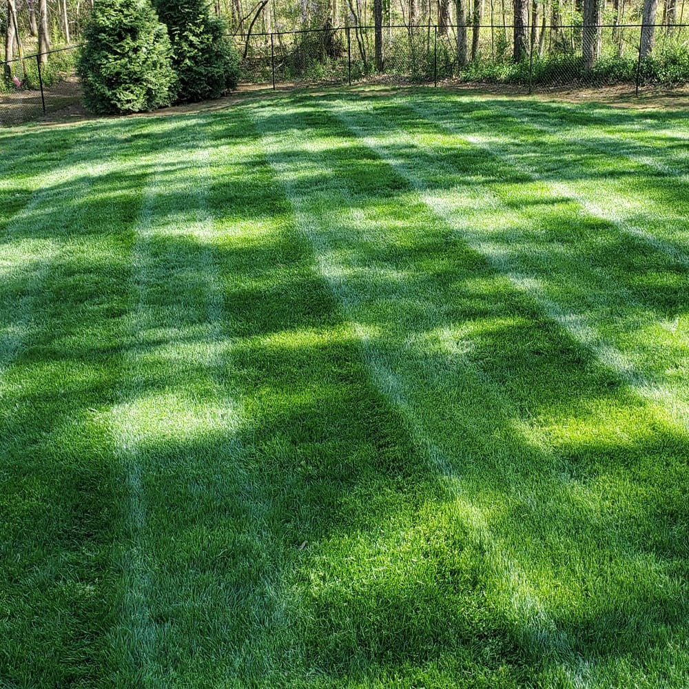 10 LBS – OptiGrowth Coated Kentucky Bluegrass Seed For Lawns – Bluegrass