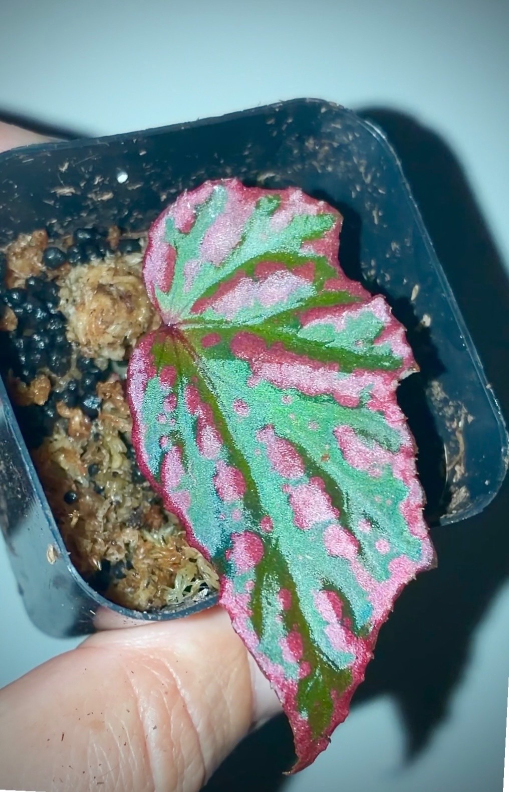 💥 RARE Premium Begonia! ‘Crazy pink’ 🦄 Hybrid