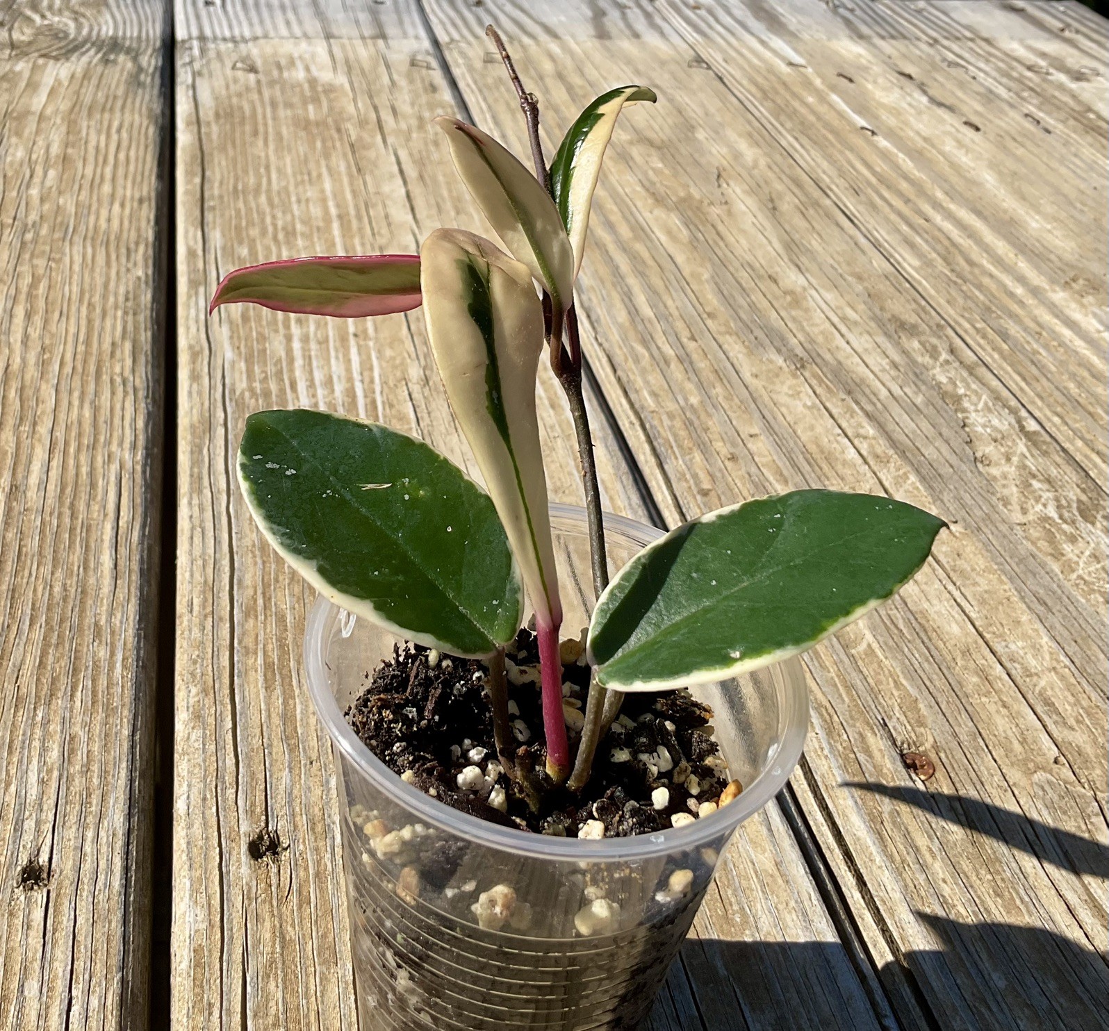 Hoya Flamingo Dream Plant In 3” Pot