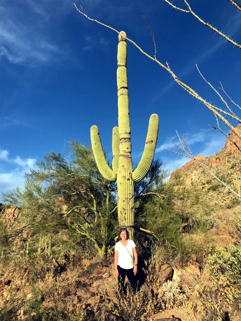 10 SAGUARO GIANT CACTUS SEEDS (Carnegiea gigantea) “Tree like Cacti” Hardy-8