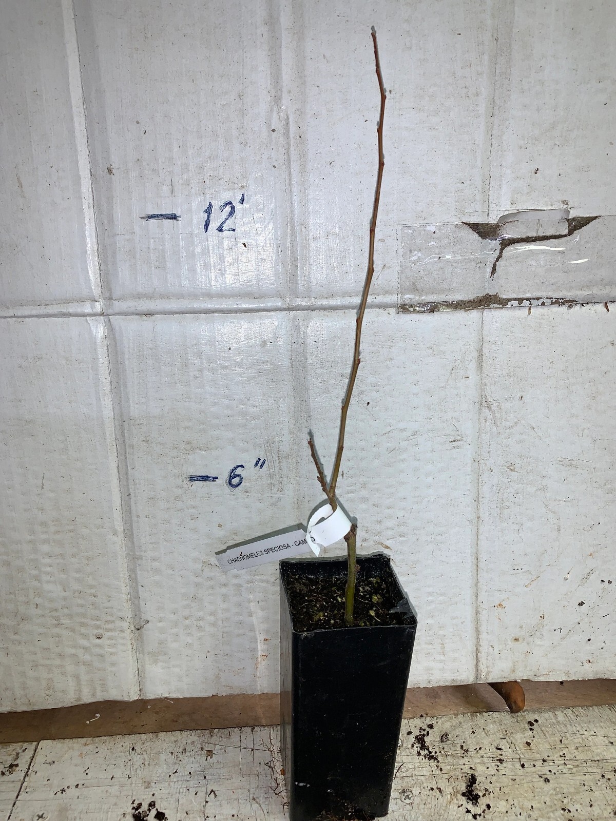 Chaenomeles Speciosa “Cameo” (Peach Flowering Quince) Rooted Plant