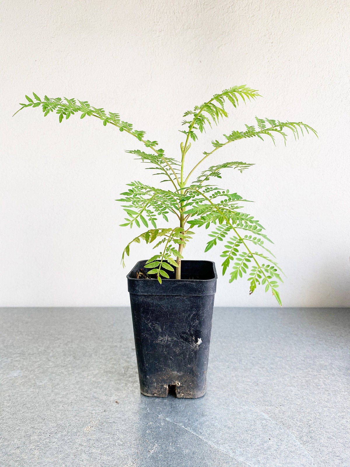Jacaranda Tree Starter, 2 Inch Pot, Purple Flowering Tropical Plant