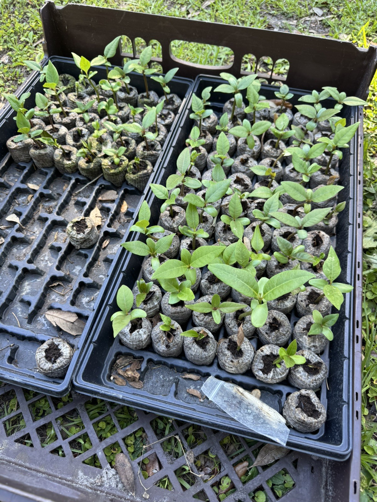 Mixed Thai Seeds bulk (Plumeria Kingdom)