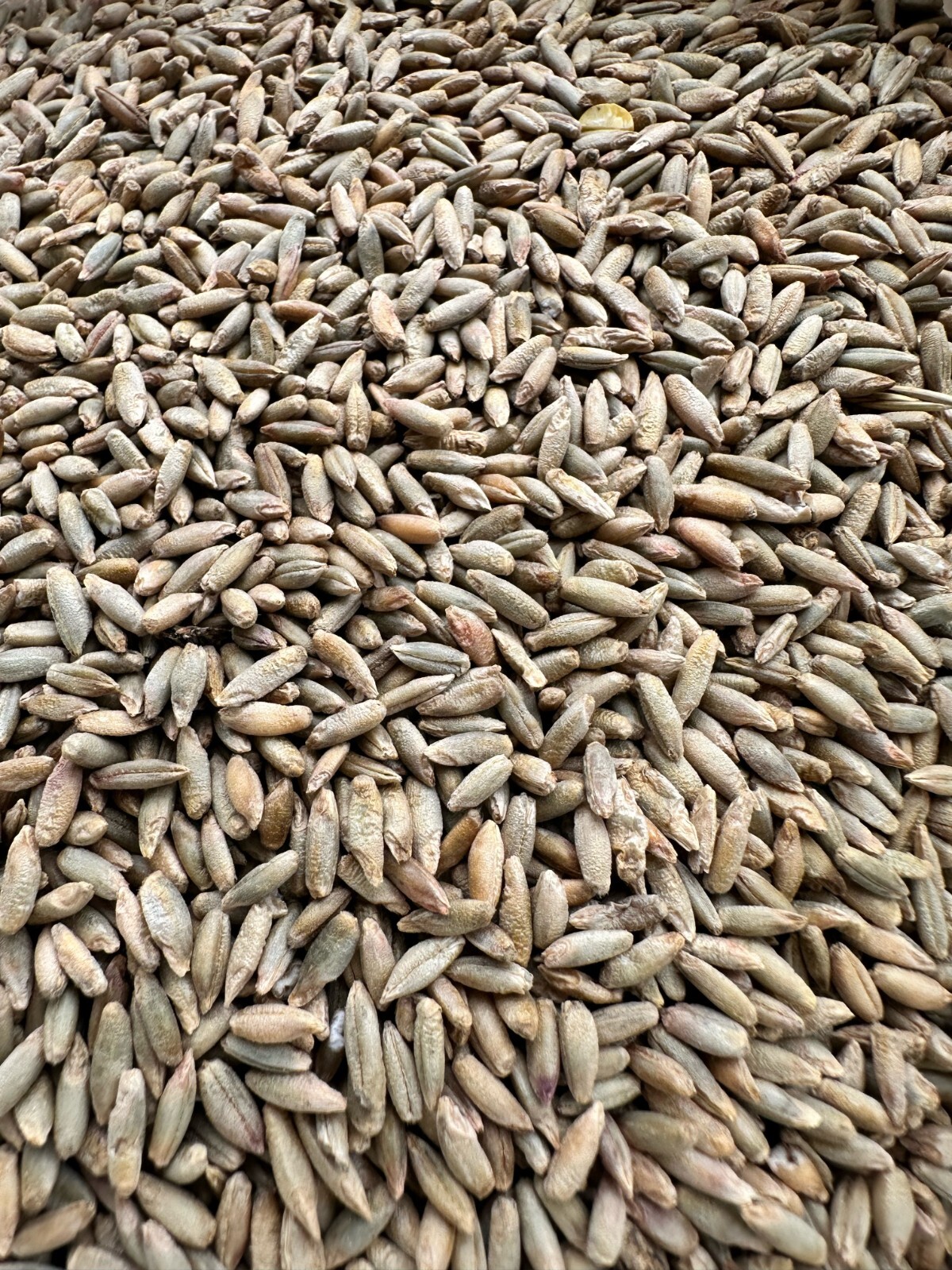 30 LBS Winter Rye Seed For Food Plot, Cover Crop, Deer, Wildlife, Garden