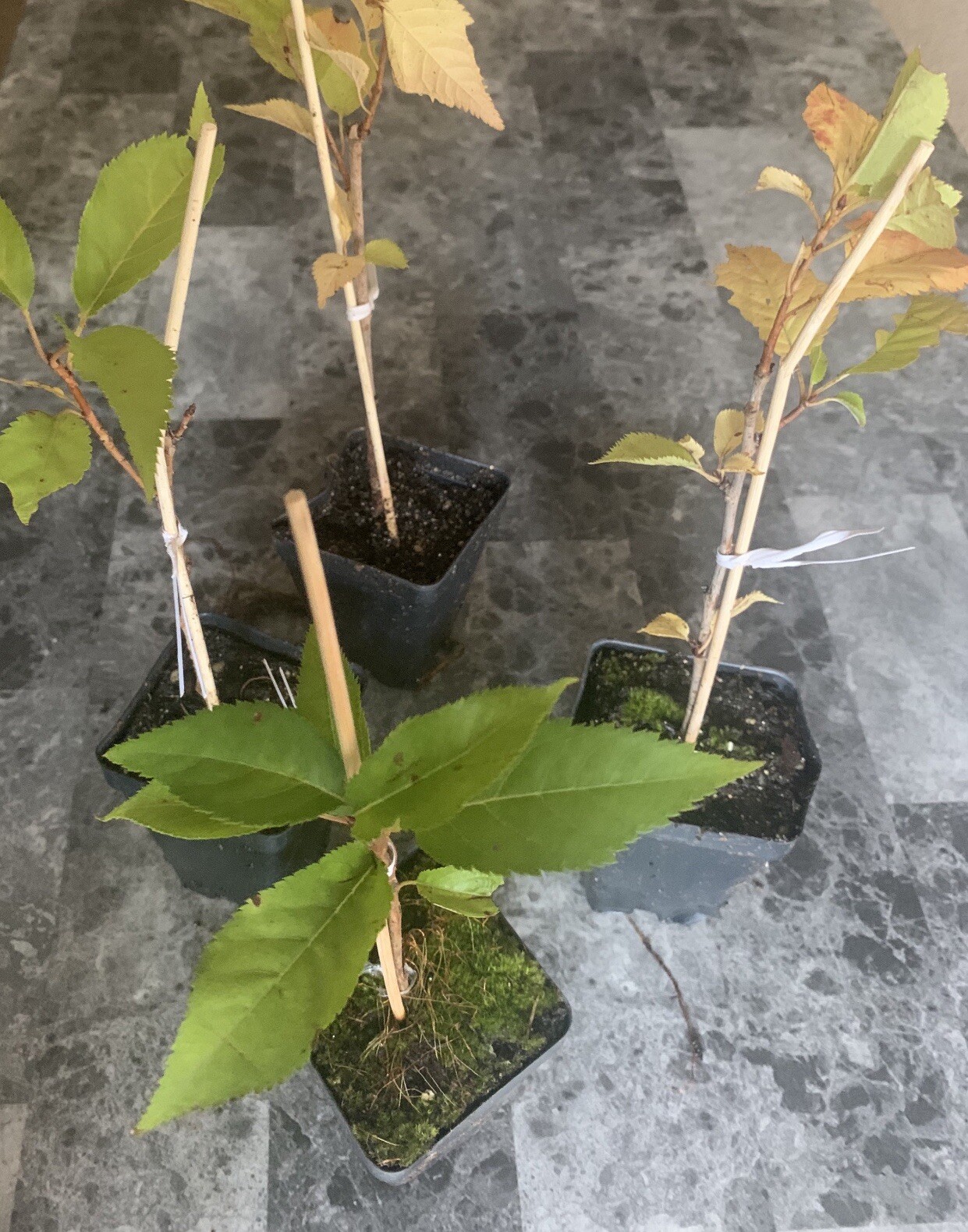 2 Okame and 2 Yoshino cherry (live tree seedling 7 to 13 inches)