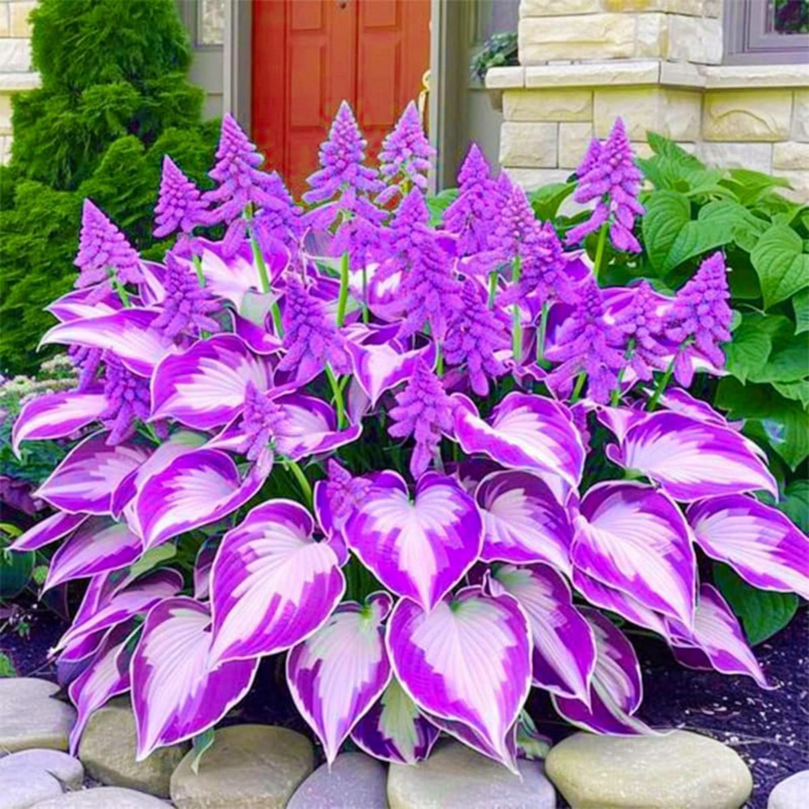400+ Perennial Rare Hosta Seeds Heart-Shaped Bare Roots – Rich