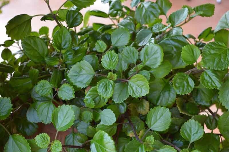 Green Swedish Ivy Live Plants -Size 3-8 Inches – Green Swedish Ivy Houseplant