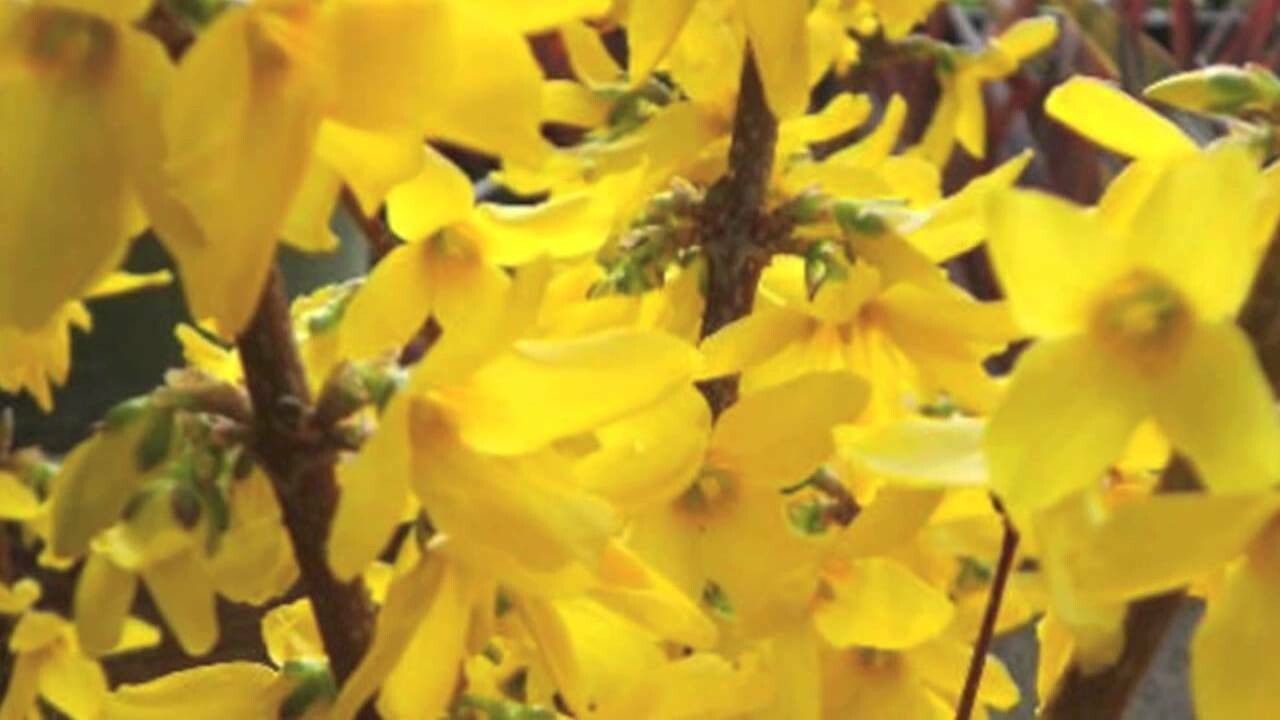 Forsythia Live Plant in a Trade Gallon Container