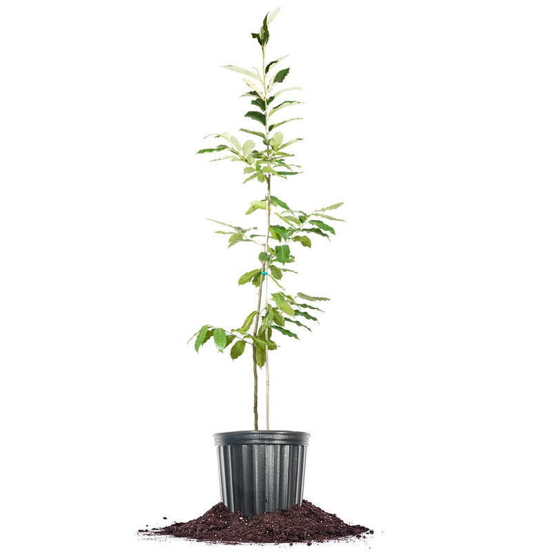 Perfect Plants American Hybrid Chestnut Tree 4-5 Feet Live Trees For Outdoor