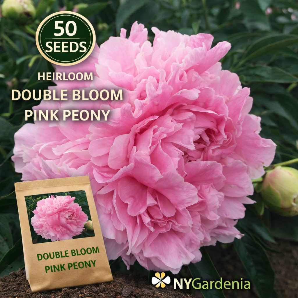 50 Pink Double Bloom Peony Seeds Heirloom Garden Flower Easy Grow