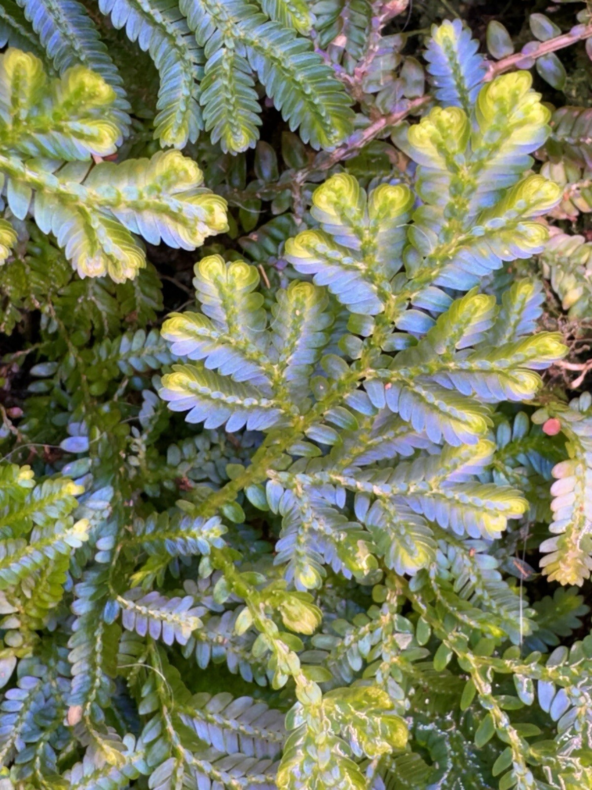 Selaginella Wildenowii Peacock Moss Spikemoss Fern Rare Terrarium Plant Cutting