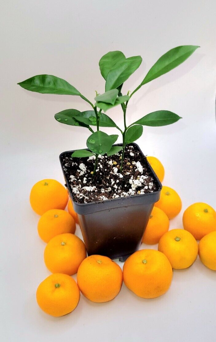 Pot of 2 Calamondin/Calamansi seedling (Citrofortunella Microcarpa)