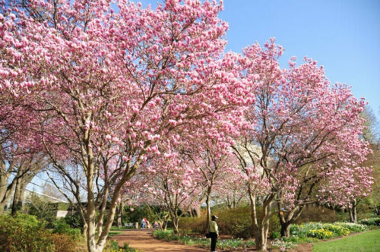 Soulangeanas Magnolias A Landscapes Show Stoppers Silvery Gray Bark 1 Gallon Pot