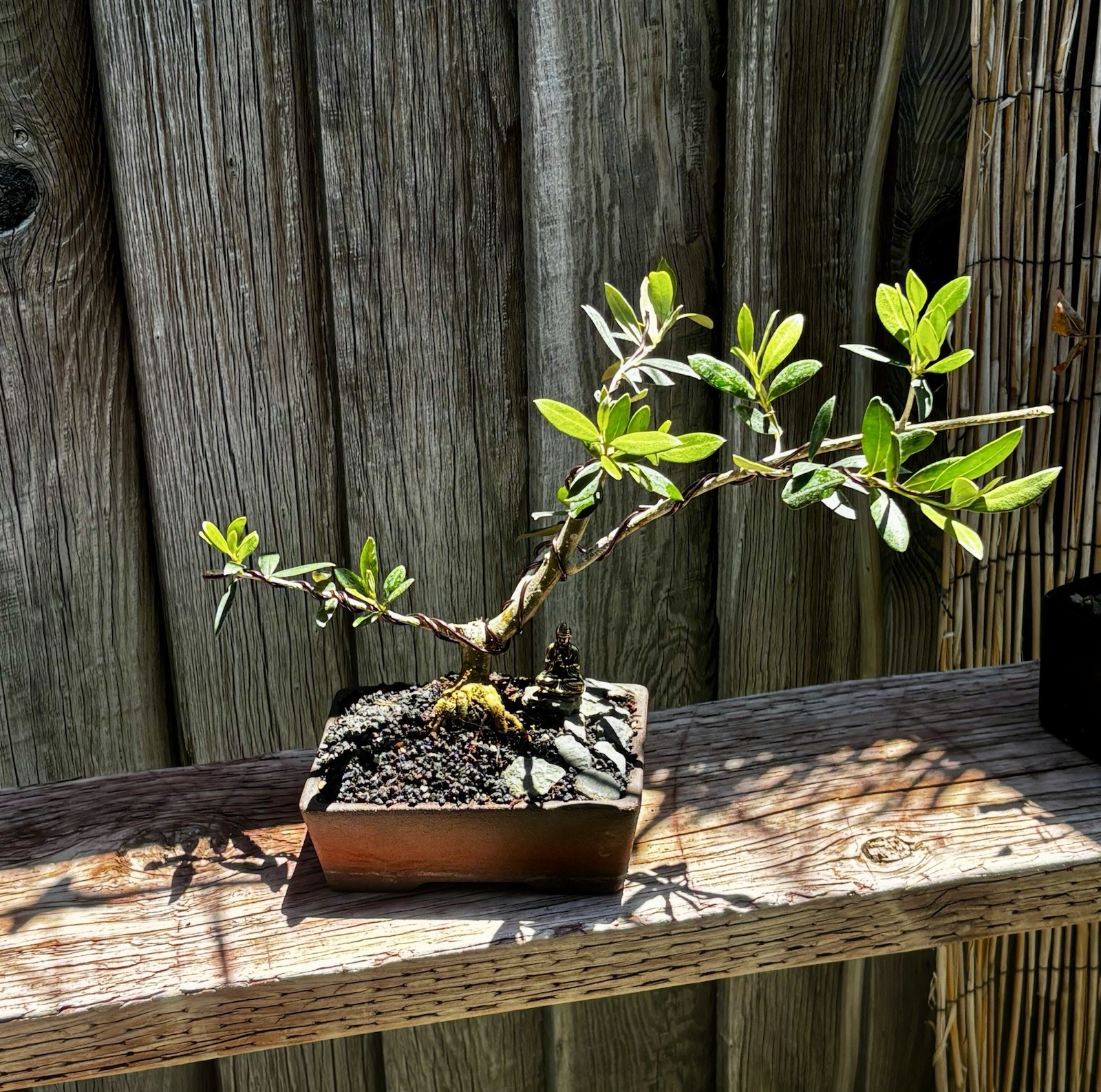 MISSION OLIVE BONSAI IN 7” CERAMIC POT- FREE SHIPPING