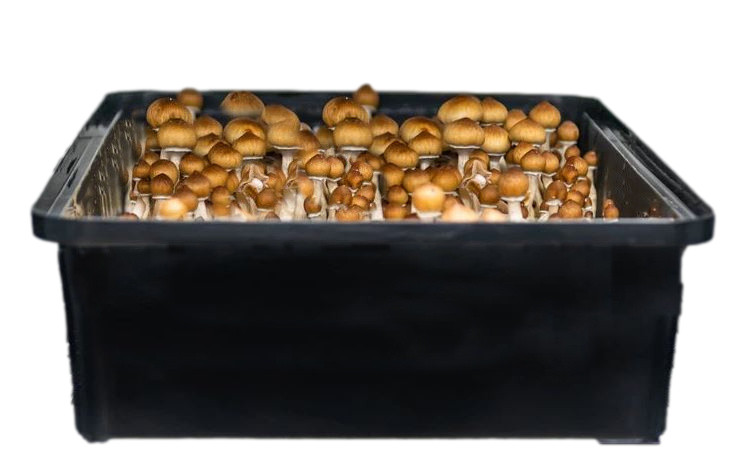 Premium Bulk Mushroom Substrate Mix | Fully Pastuerized | Maximum Yield (5 LBS)