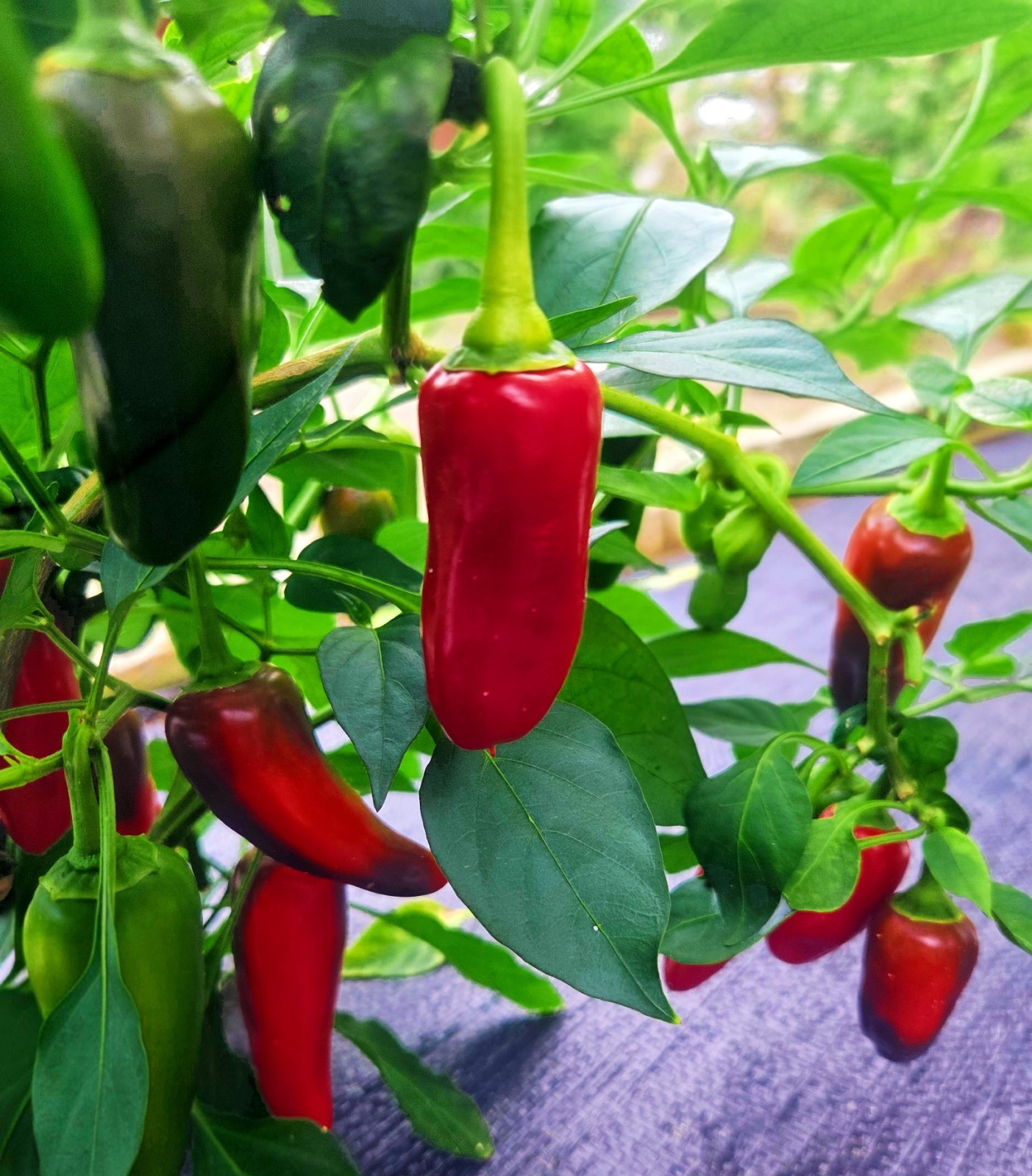 Hawaiian Sweet Hot Chili Pepper Seeds aka WAIALUA Jalapeno