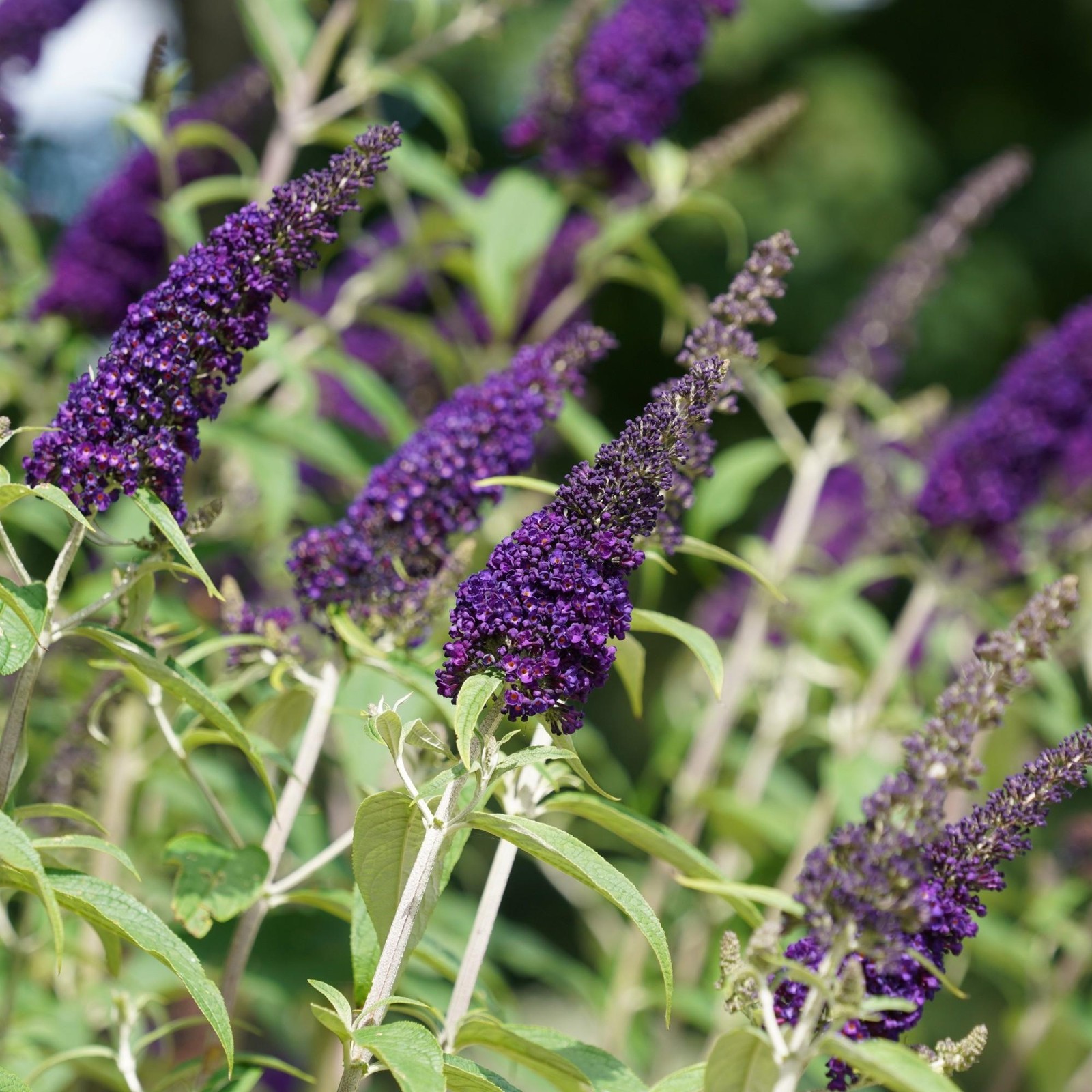Buddleia Butterfly Bush Buzz Midnight 1 Potted Plant Rooted in Quart Pot