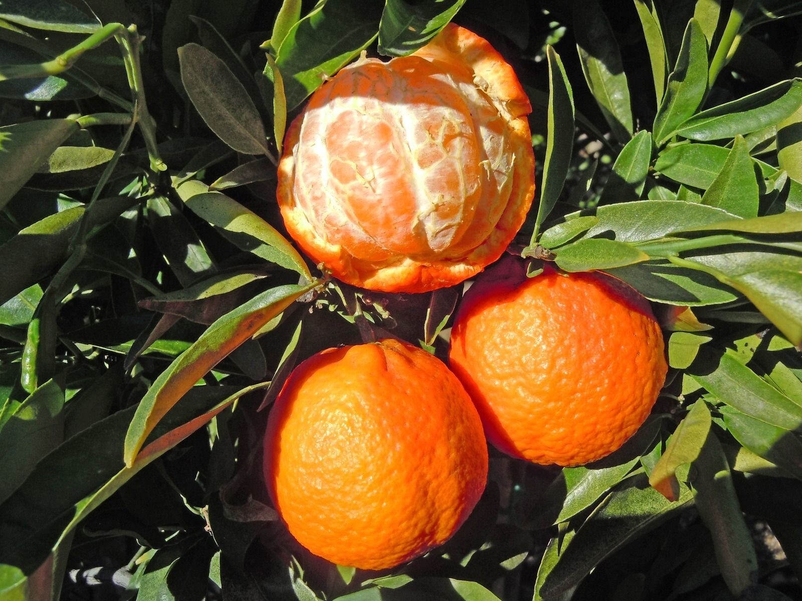 Florida only!! Nules Clementine Tangerine Tree 26-30 inches tall grafted tree