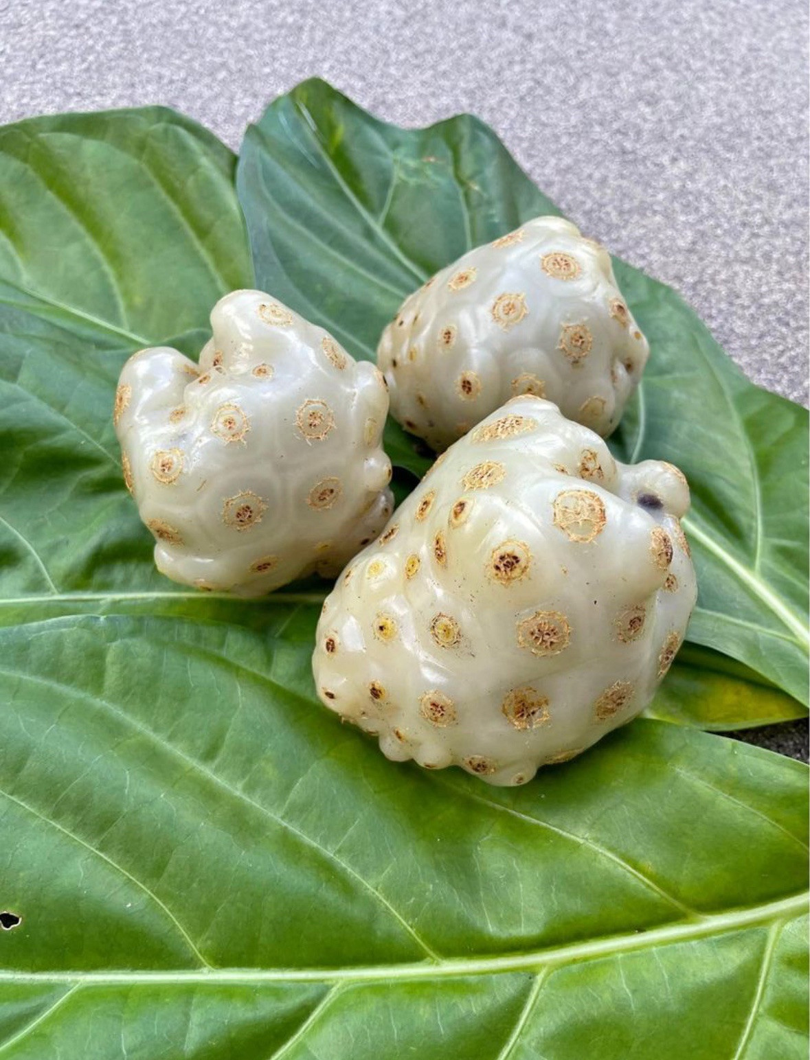 Fresh Noni Fruit – Hand-Picked in Miami, Florida 🌴