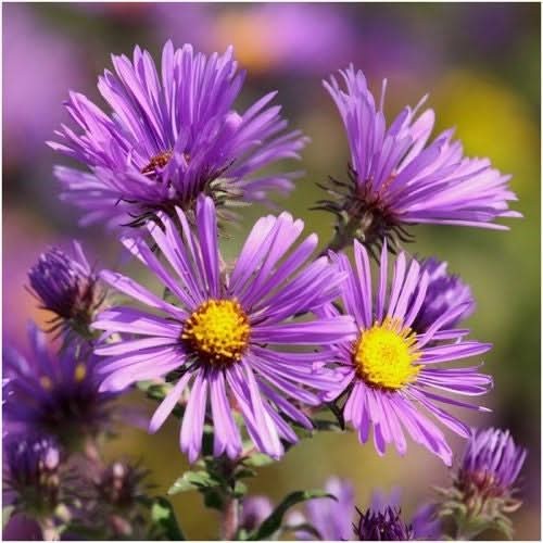 New England Aster Seeds For Planting (Aster novae-angliae)
