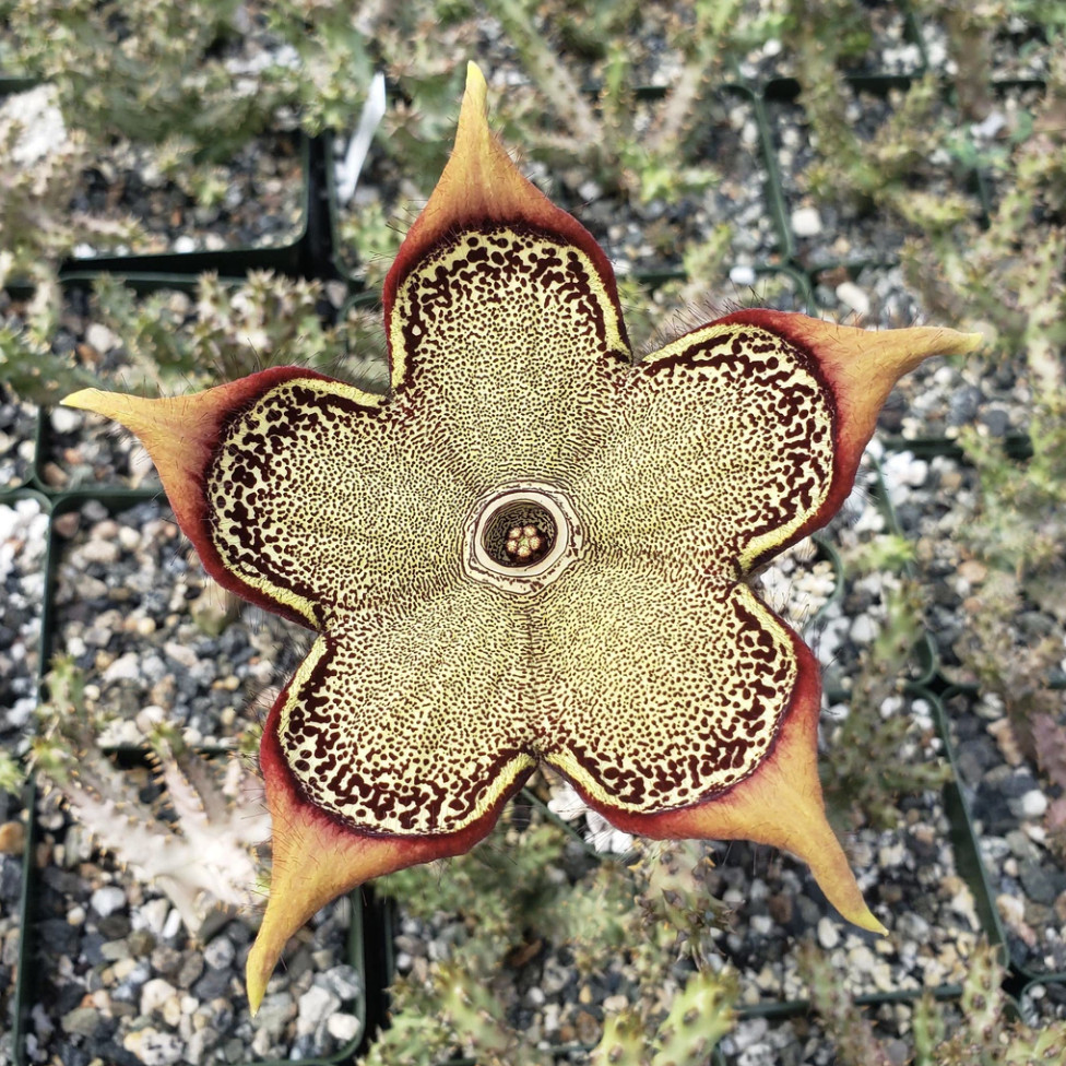 Edithcolea grandis 4″ Persian Carpet Flower Rare Starfish Succulent Plant
