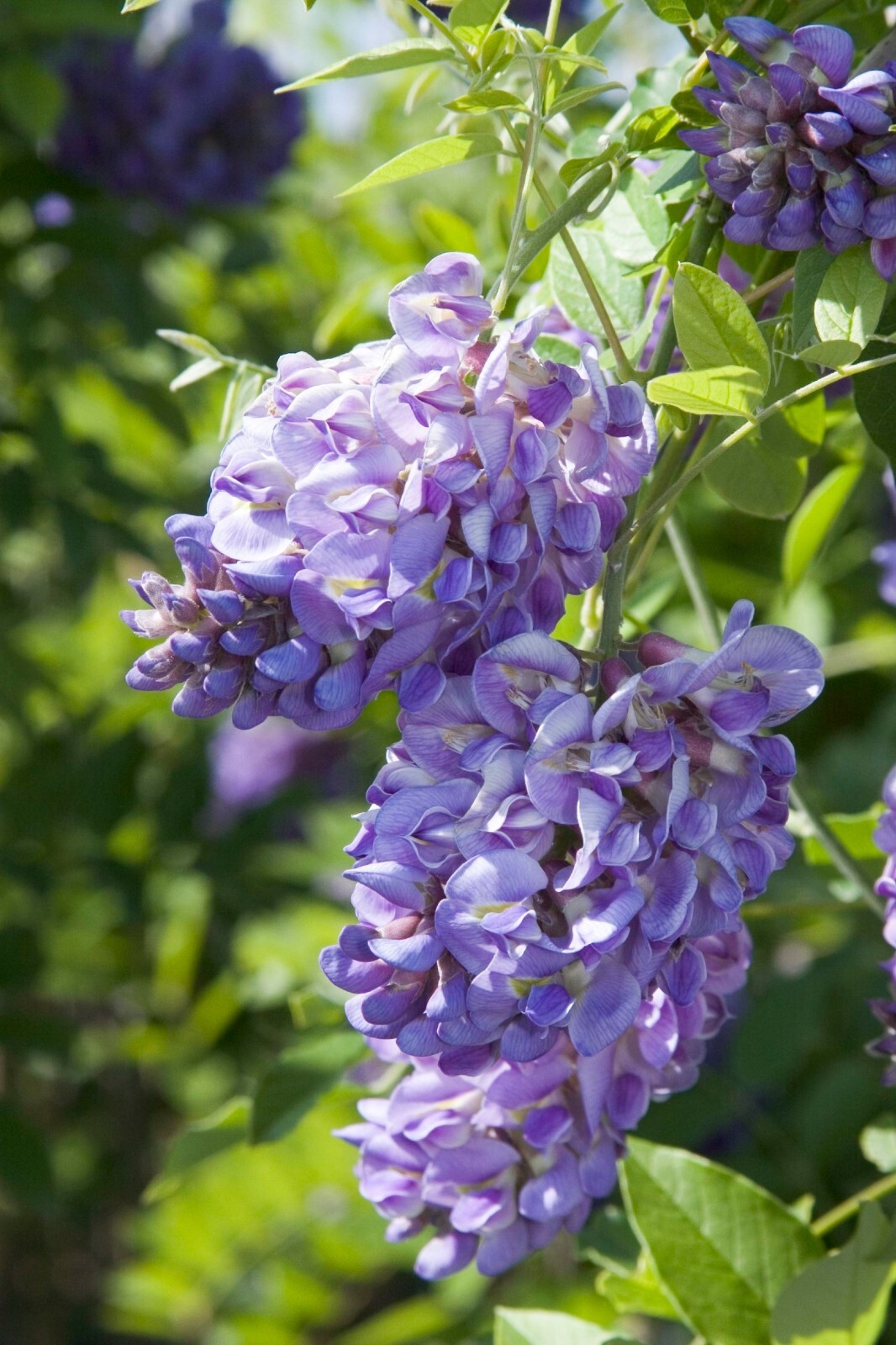 Wisteria frutescens ‘Amethyst Falls’, grafted 1 year old plant