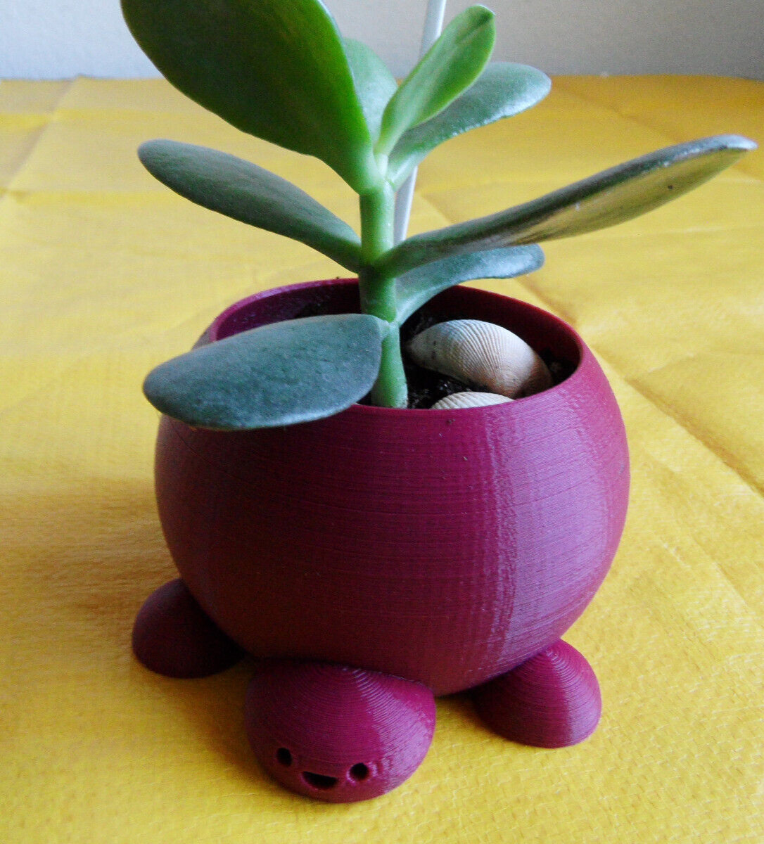 Crassula Ovata Jade money Friendship Plant planted in 3D printed Turtle planter