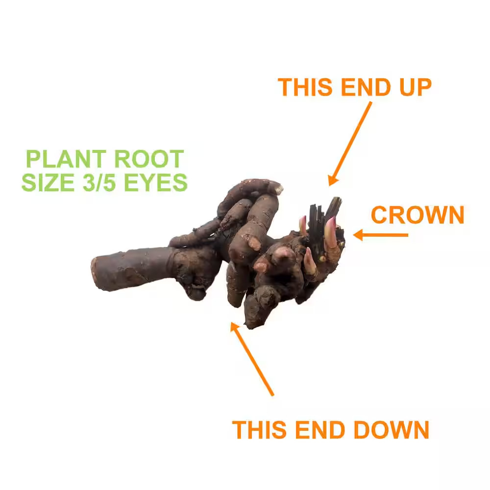 3/5 Eyes, Bartzella Itoh Peony Flower Bulbs, Bare Roots (Bag of 2)