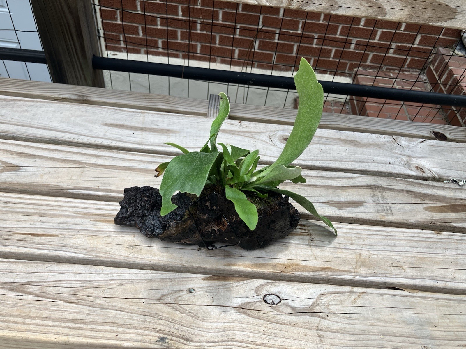Staghorn Fern Mounted on Driftwood for Hanging or Tabletop