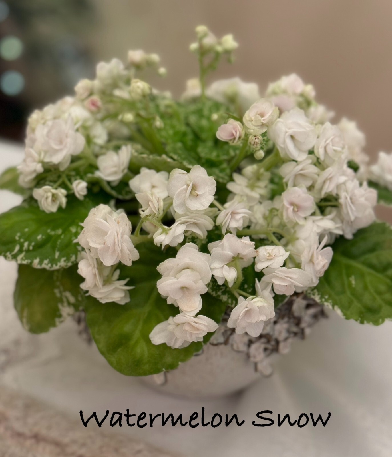 Assorted LEAVES of African Violet Mini/Semi/Standard/Trailers