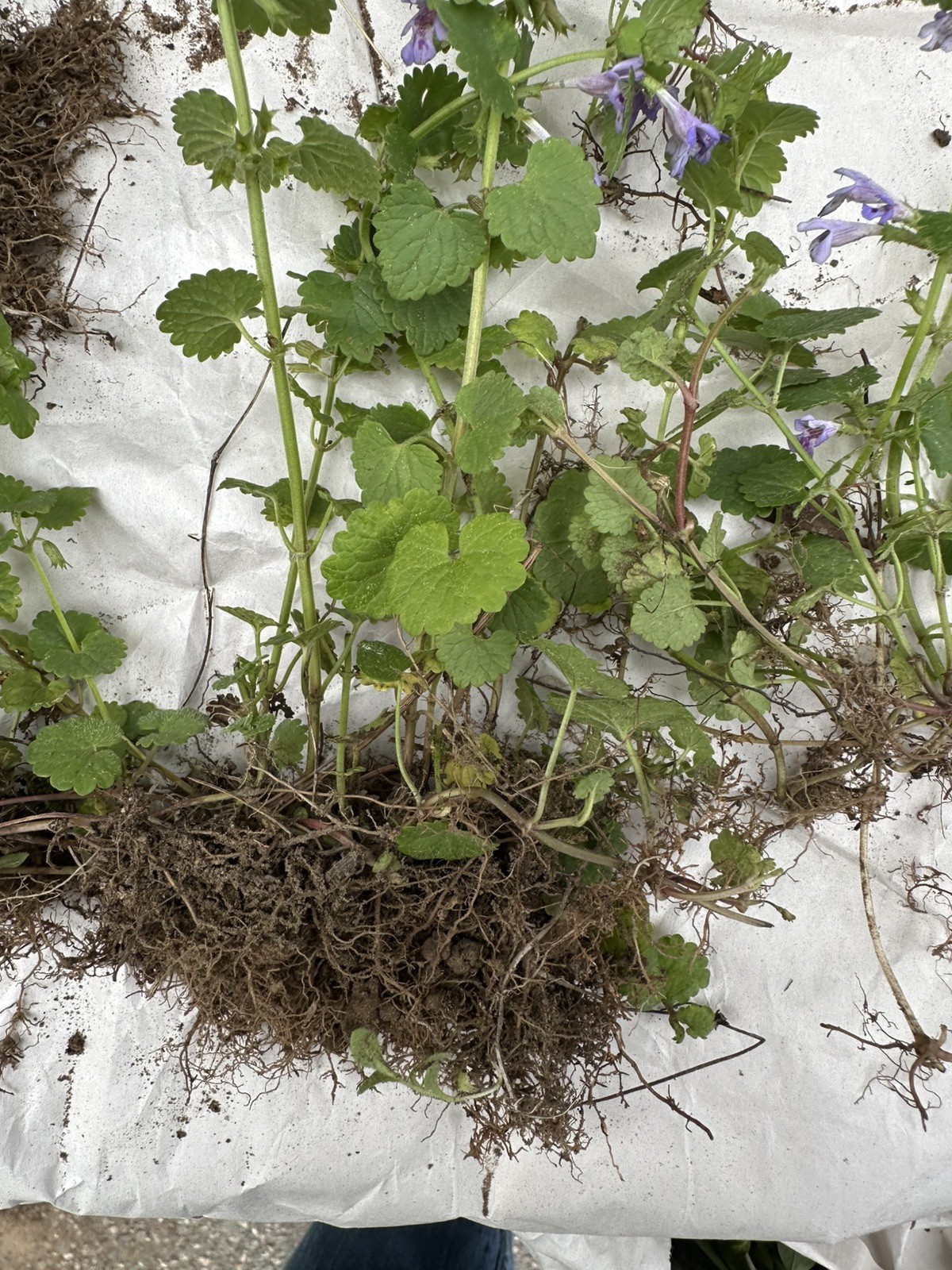 Creeping Charlie Plant Evergreen GROUND IVY Glechoma Hederacea live vine plant