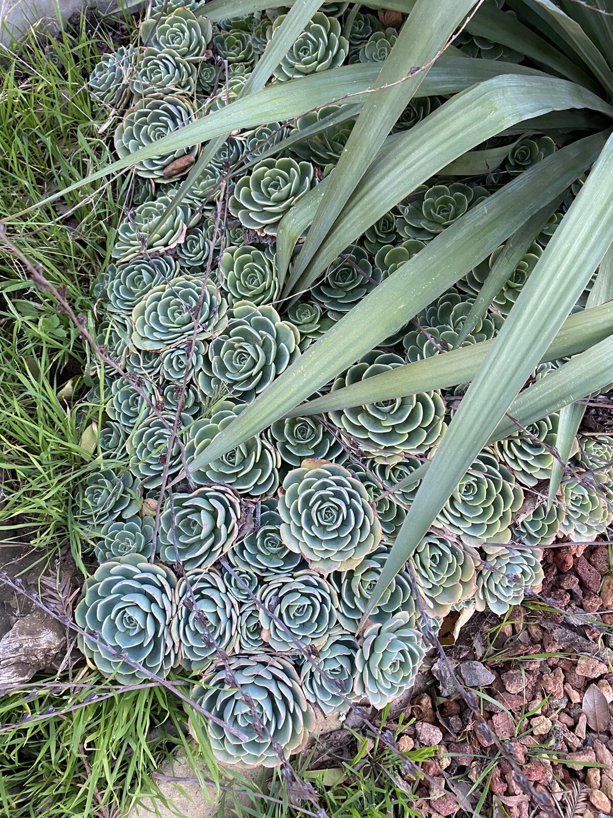 Lot Of 5 Piece GORGEOUS Echeveria Secunda Succulents 3 Inch Wide Cuttings Pack