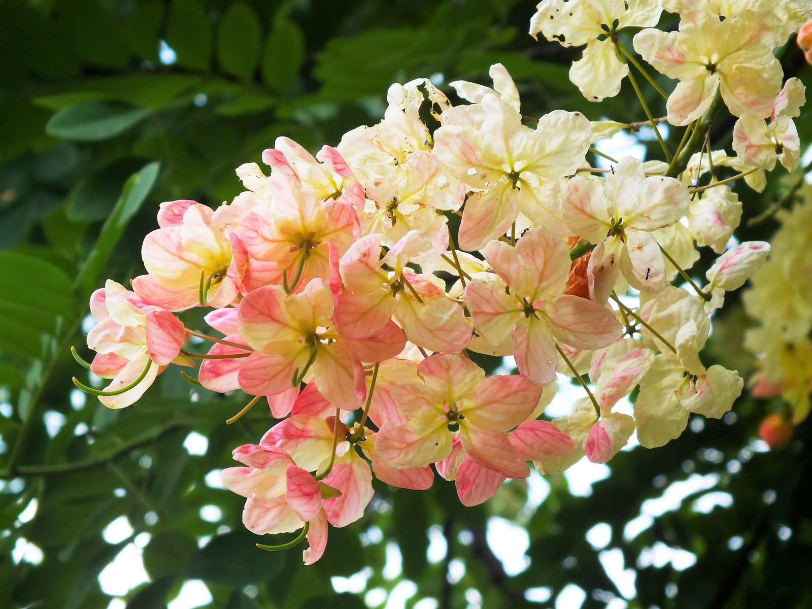 5 PINK SHOWER TREE Cassia Javanica Rainbow Apple Blossom Pink White Yellow Seeds