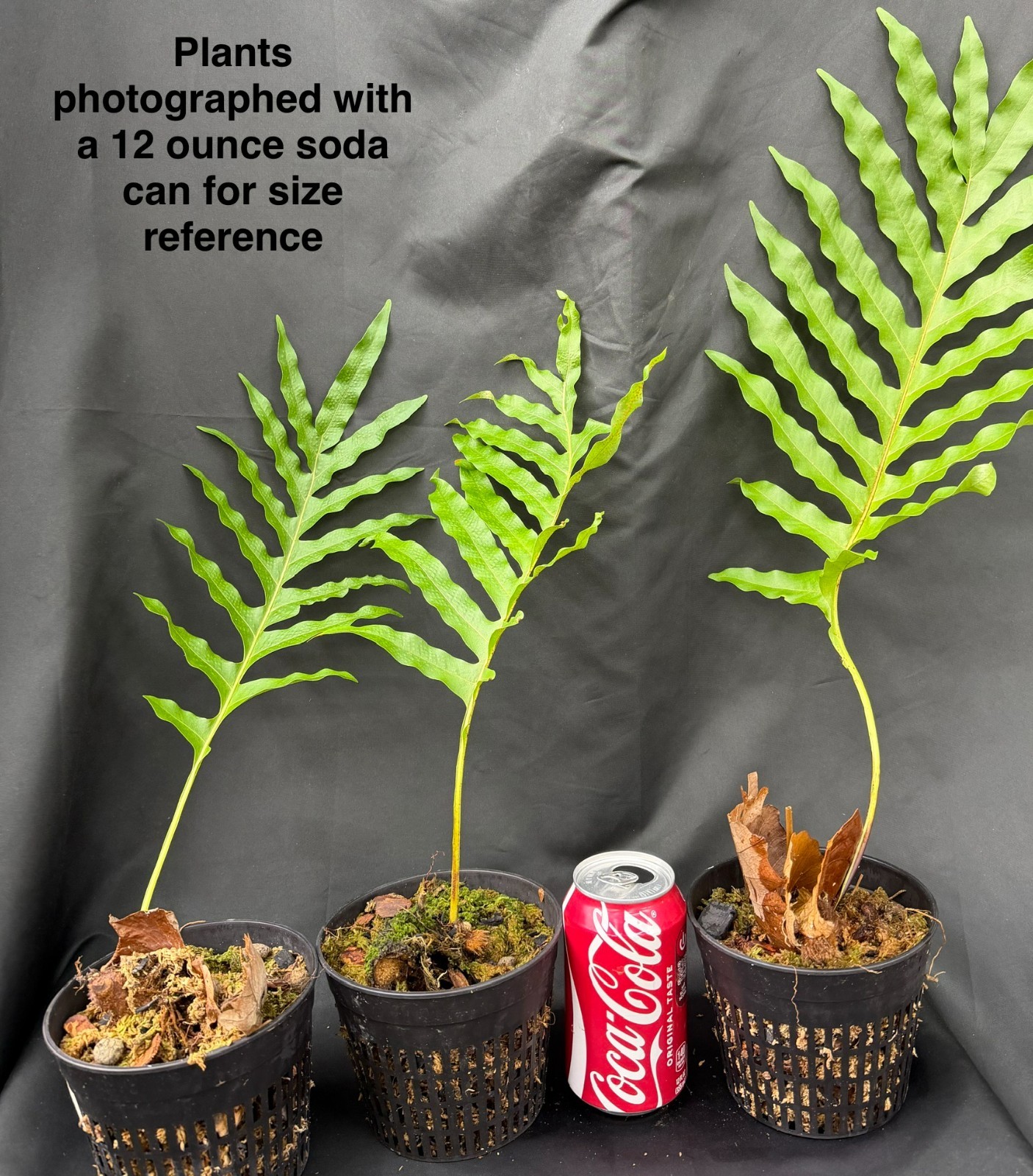 GIANT DRYNARIA sp NOVA not staghorn or platycerium fern tropical not aroid
