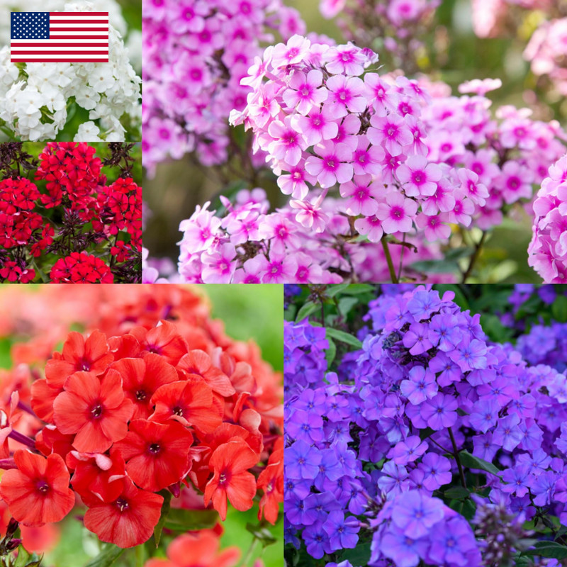 Wivolibe 1000 Creeping Phlox Seeds For Planting – Bright Mixed Phlox Seeds