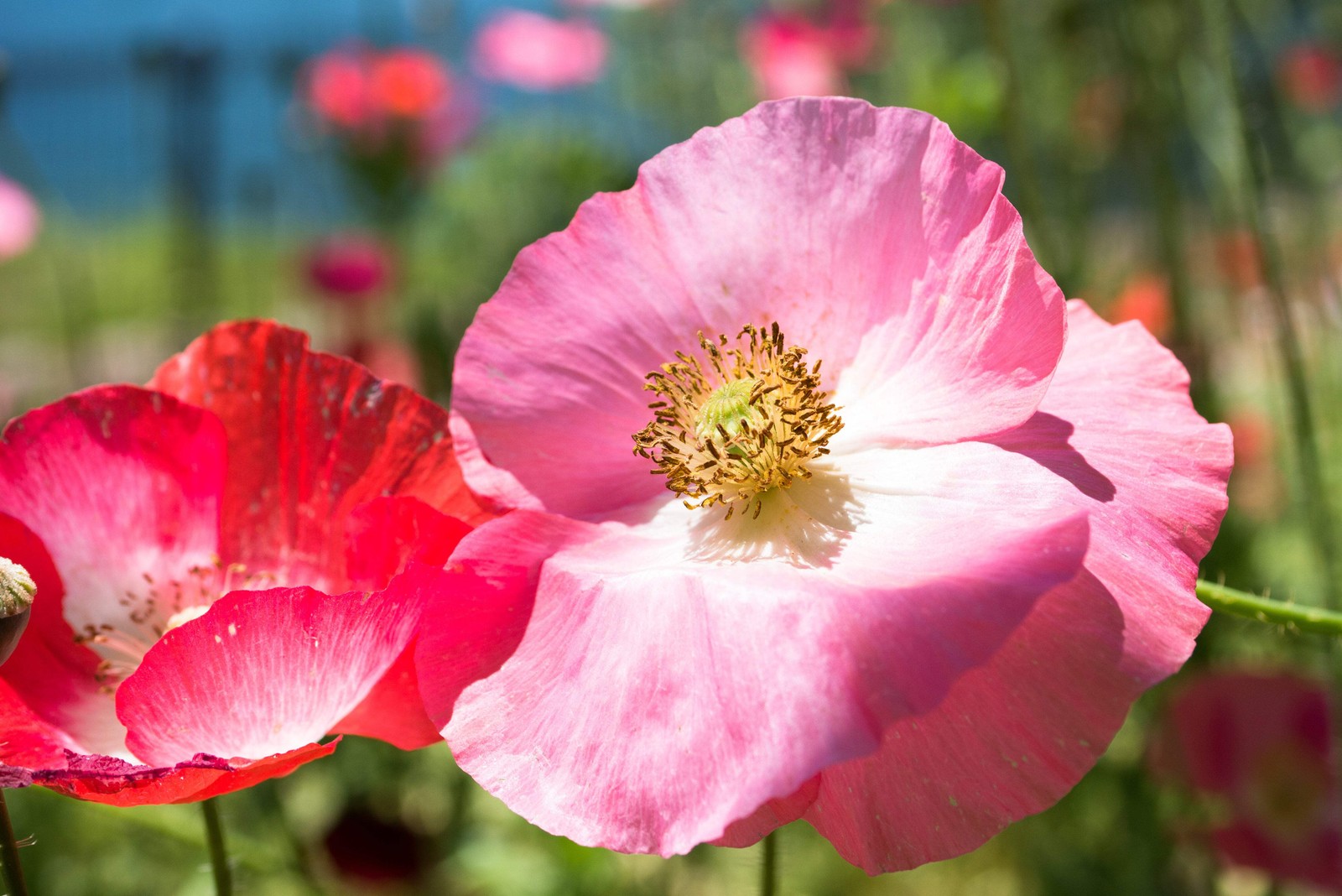 2000 MIXED Color SHIRLEY POPPY Corn Field Flanders ) Papaver Rhoeas Flower Seeds