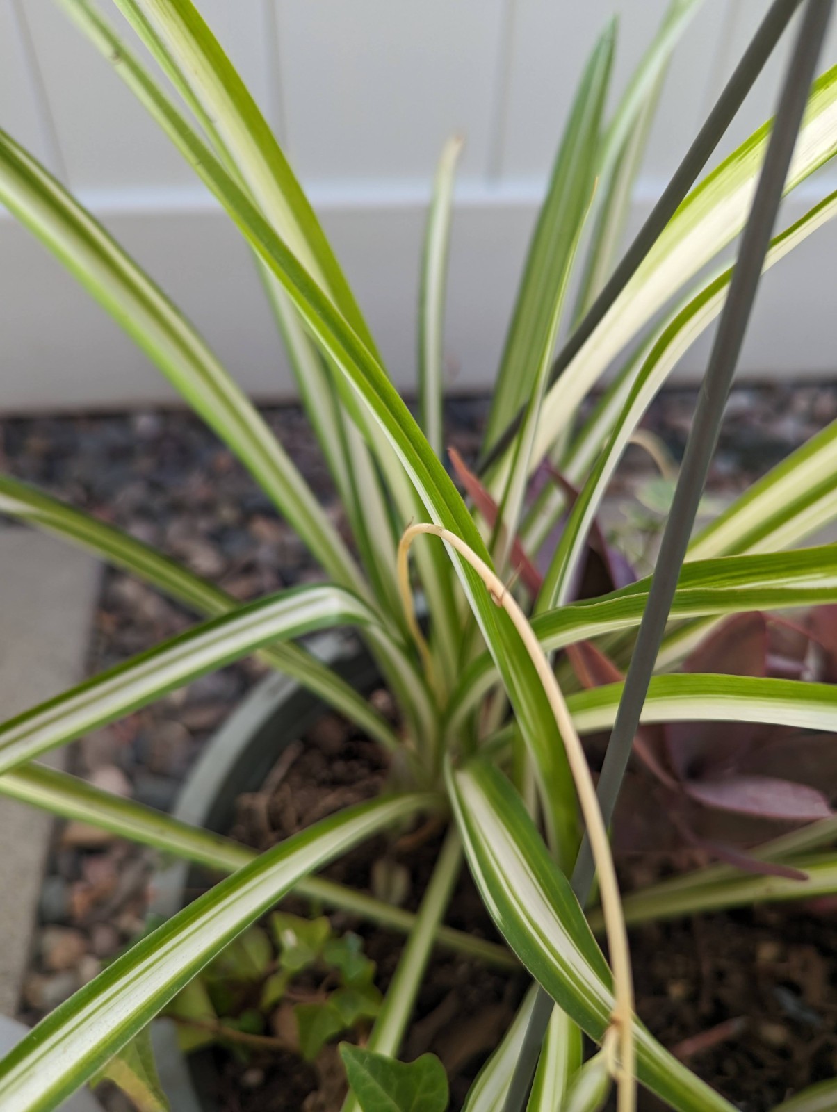 Spider Plant Live Indoor Houseplant Fountain Like Shape Easy Care Hanging Plant